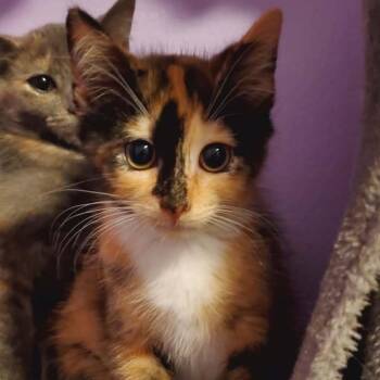 Domestic Short Hair Cats Available for Adoption - Madeline | PetCurious