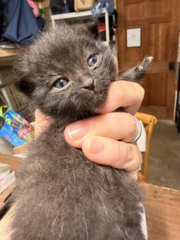 Yarrow -  Domestic Short Hair Cat for Adoption in Topeka, Kansas - Yarrow | PetCurious