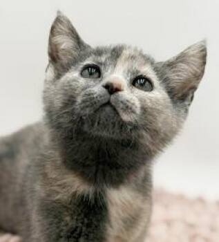 Dilute Tortoiseshell and Russian Blue Cats Available for Adoption in Bedford Hills, New York - Maddie Is Simply Magic Mushy Floofy And Just Wonderful | PetCurious