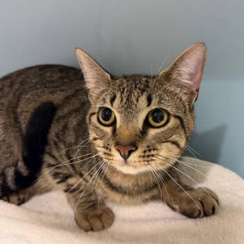Toastie -  Domestic Short Hair Cat for Adoption in Chattanooga, Tennessee - Toastie | PetCurious