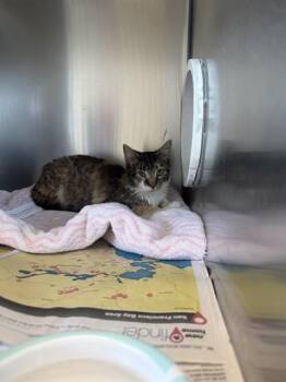Domestic Short Hair Cats Available for Adoption in San Jose, California - RAPUNZEL | PetCurious