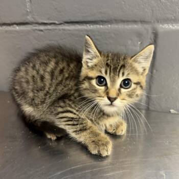 Domestic Short Hair Cats Available for Adoption in Tuscaloosa, Alabama - TUSC-Stray-84551 | PetCurious