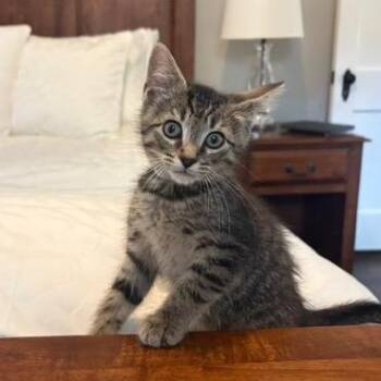 S&T: Tumble -  Domestic Short Hair Cat for Adoption in Falls Church, Virginia - S&T: Tumble | PetCurious
