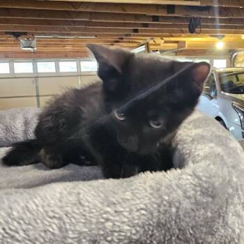 Domestic Short Hair Cats Available for Adoption in Rochester, Minnesota - Brutus | PetCurious