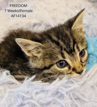 Domestic Short Hair Cats Available for Adoption - Freedom | PetCurious