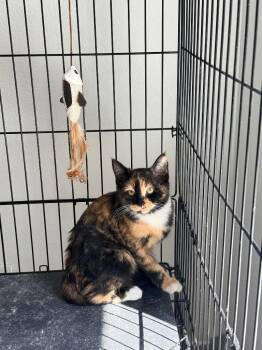 Domestic Short Hair and Calico Cats Available for Adoption in San Antonio, Texas - Pandora | PetCurious
