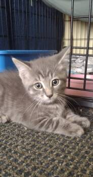 Isidore -  Domestic Short Hair Cat for Adoption in Terrebonne, Quebec - Isidore | PetCurious
