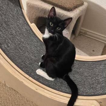 Stella (tuxedo) -  Domestic Short Hair Cat for Adoption in Allen, Texas - Stella (tuxedo) | PetCurious