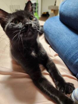 Rescue Domestic Short Hair Cats for Adoption - Lilo | PetCurious