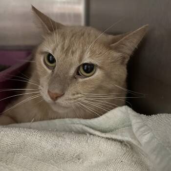 Rescue Domestic Short Hair Cats for Adoption in La Grange Park, Illinois - Mush | PetCurious