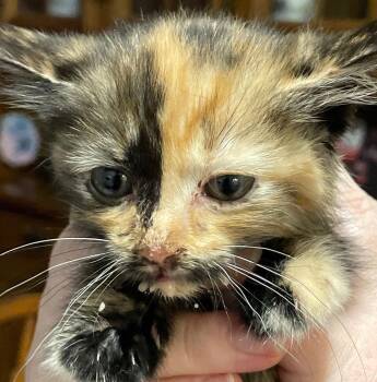Galactica -  Tortoiseshell and Domestic Short Hair Cat for Adoption in Island Lake, Illinois - Galactica | PetCurious