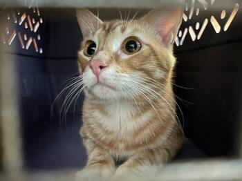 TONY -  Domestic Medium Hair Cat for Adoption in Oklahoma City, Oklahoma - TONY | PetCurious