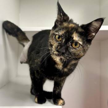 Greenery -  Domestic Short Hair Cat for Adoption in Saint Joseph, Missouri - Greenery | PetCurious