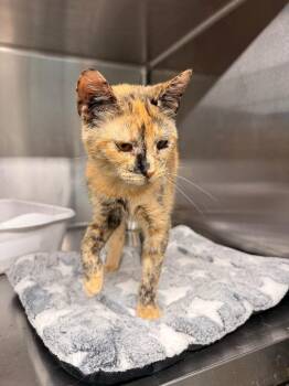 Jasmine -  Domestic Short Hair Cat for Adoption in Camden, Tennessee - Jasmine | PetCurious