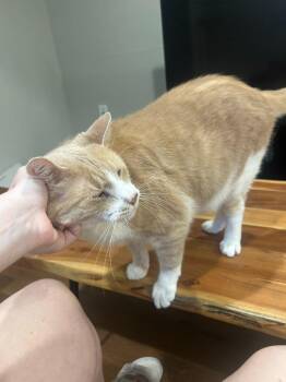 Tom -  Domestic Short Hair Cat for Adoption in Minneapolis, Minnesota - Tom | PetCurious