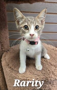 Rarity -  Domestic Short Hair Cat for Adoption in Sidney, Ohio - Rarity | PetCurious