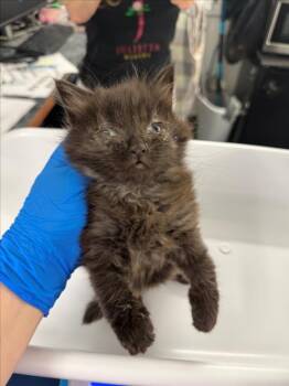 *LUCIFER -  Domestic Short Hair Cat for Adoption in Woodland, California - *LUCIFER | PetCurious