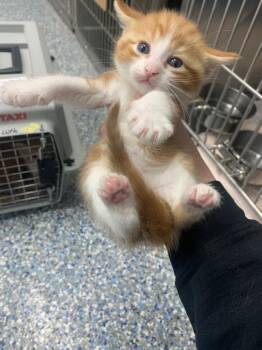 Rescue Domestic Short Hair Cats for Adoption in Angola, Indiana - Moss | PetCurious