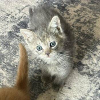 Marble -  Domestic Medium Hair Cat for Adoption in Seven Valleys, Pennsylvania - Marble | PetCurious