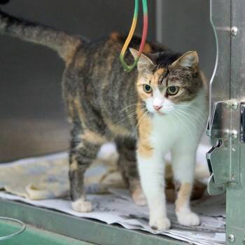 Elsa -  Domestic Short Hair Cat for Adoption in Memphis, Tennessee - Elsa | PetCurious