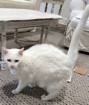 Rescue Domestic Short Hair and Siamese Cats for Adoption in Magnolia Springs, Alabama - Lilly | PetCurious