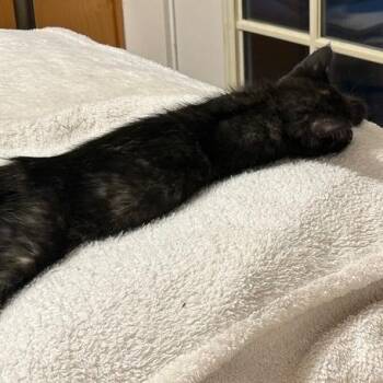 Domestic Short Hair Cats Available for Adoption in Austin, Texas - Bussin 8 | PetCurious