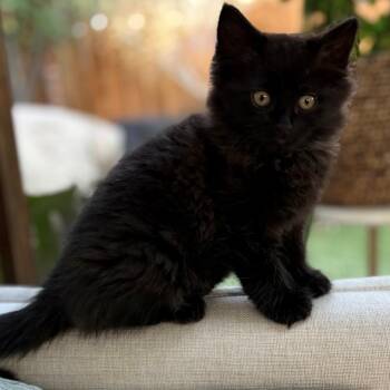Winnie Shah -  Domestic Long Hair Cat Available for Adoption in Morrison, Colorado - Winnie Shah | PetCurious