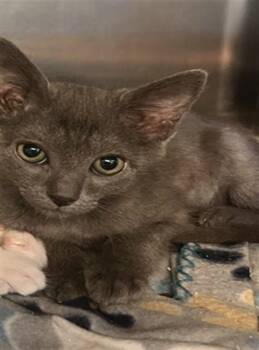 SNICKERS -  Domestic Short Hair Cat for Adoption in Rancho Cucamonga, California - SNICKERS | PetCurious