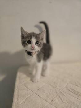 Jarvis -  Domestic Short Hair Cat Available for Adoption in Cary, North Carolina - Jarvis | PetCurious