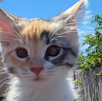 Sansa Stark -  Tortoiseshell Cat for Adoption in Greenfield, California - Sansa Stark | PetCurious