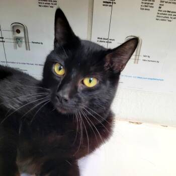 Domestic Short Hair Cats Available for Adoption in Belfair, Washington - Finn | PetCurious