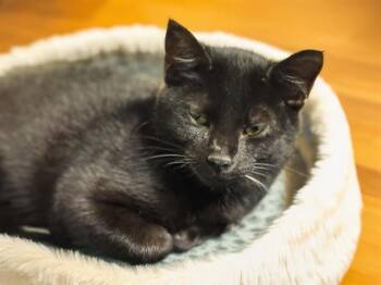 Rescue Domestic Short Hair Cats for Adoption in Fort Lauderdale, Florida - BINX | PetCurious