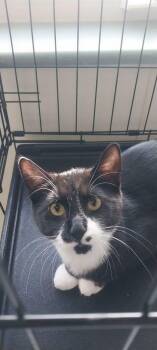 Domestic Short Hair Cats Available for Adoption - Agdal | PetCurious