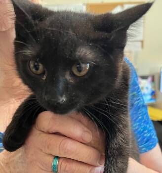 Lettie -  Domestic Short Hair Cat for Adoption in Thompson Falls, Montana - Lettie | PetCurious