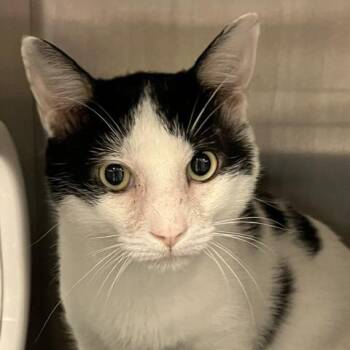 Tiki Party -  Domestic Short Hair Cat for Adoption in Baltimore, Maryland - Tiki Party | PetCurious
