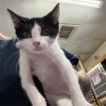 CREAM CHEESE -  Domestic Short Hair Cat for Adoption in Pensacola, Florida - CREAM CHEESE | PetCurious