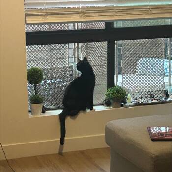 Domestic Short Hair Cats Available for Adoption - Sox | PetCurious