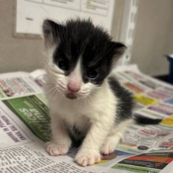 Domestic Long Hair Cats Available for Adoption - Casper | PetCurious