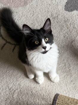 Dodgeball -  Domestic Medium Hair Cat for Adoption in Duluth, Georgia - Dodgeball | PetCurious