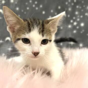 American Shorthair Cats Available for Adoption in Riverwoods, Illinois - Seahorse | PetCurious