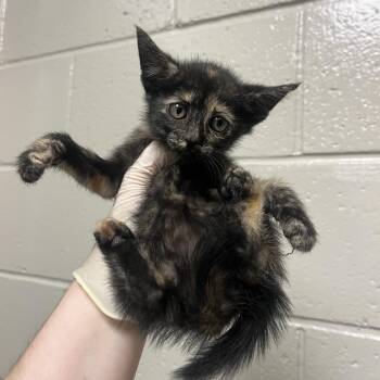 Dutch Tulips -  Domestic Medium Hair Cat for Adoption in Reno, Nevada - Dutch Tulips | PetCurious