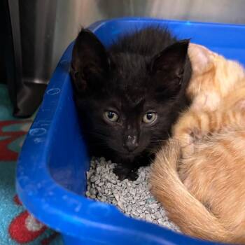 Mac -  Domestic Short Hair Cat for Adoption in Brookfield, Missouri - Mac | PetCurious