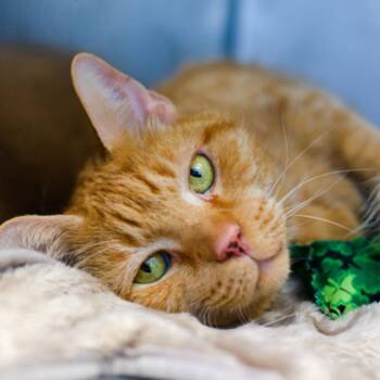 Bambi Apples -  Domestic Short Hair Cat for Adoption in New York, New York - Bambi Apples | PetCurious