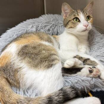 MIST -  Domestic Short Hair Cat for Adoption in Barnstable, Massachusetts - MIST | PetCurious