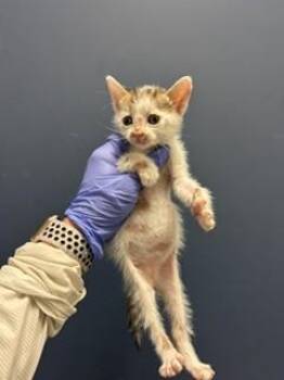 KIT KAT -  Domestic Short Hair Cat for Adoption in Doral, Florida - KIT KAT | PetCurious