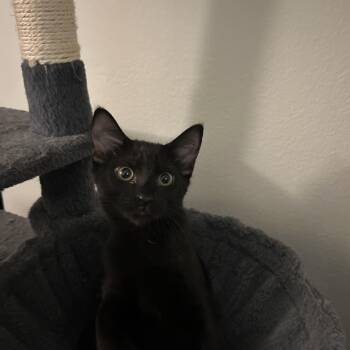 Campari -  Domestic Short Hair Cat for Adoption in Davis, California - Campari | PetCurious