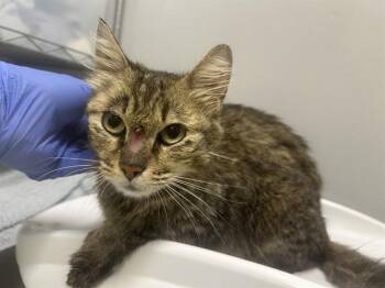 Domestic Short Hair Cats Available for Adoption in Kent, Washington - JAPAN | PetCurious