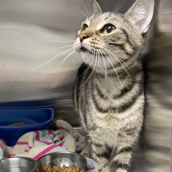 Matilda -  Domestic Short Hair Cat for Adoption in Blue Ridge, Georgia - Matilda | PetCurious