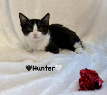 Hunter -  Domestic Short Hair Cat for Adoption in Copley, Ohio - Hunter | PetCurious