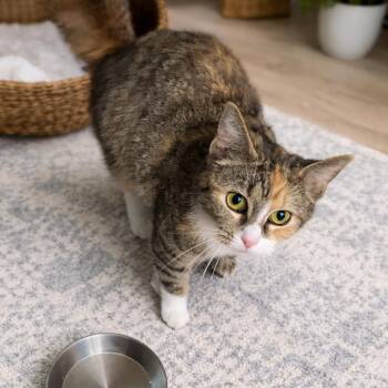 Fiesta 26-0197 -  Domestic Short Hair Cat Available for Adoption in Yanceyville, North Carolina - Fiesta 26-0197 | PetCurious